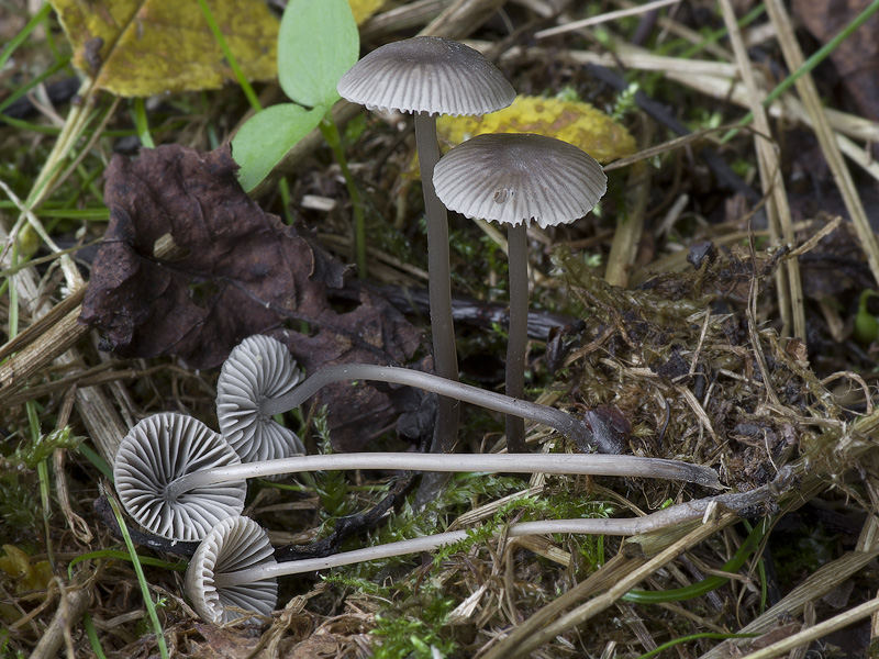 Mycena aetites